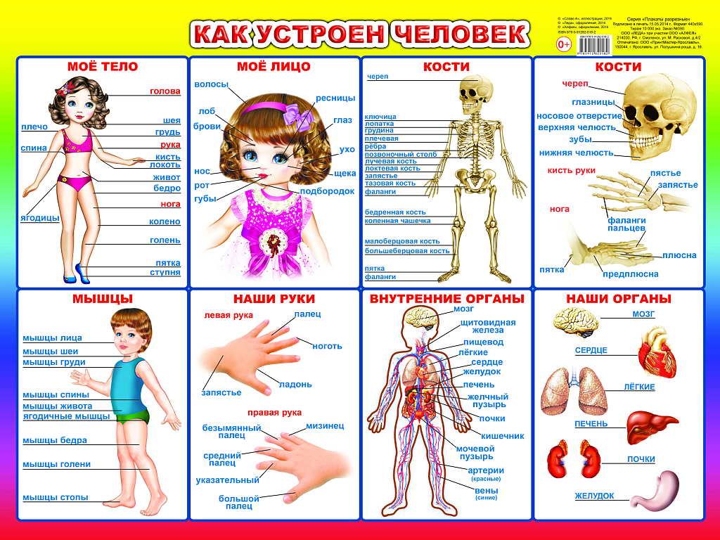 Как устроен человек для детей дошкольного возраста картинки